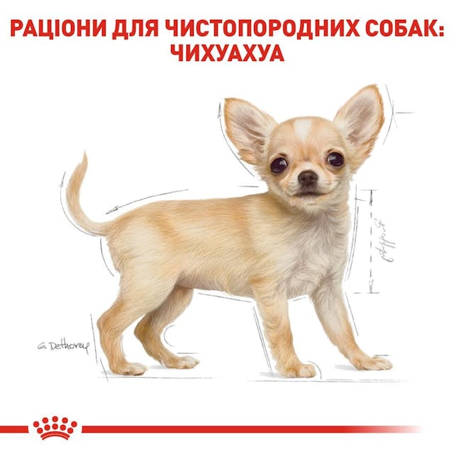 Royal Canin Chihuahua Puppy 0,5кг.