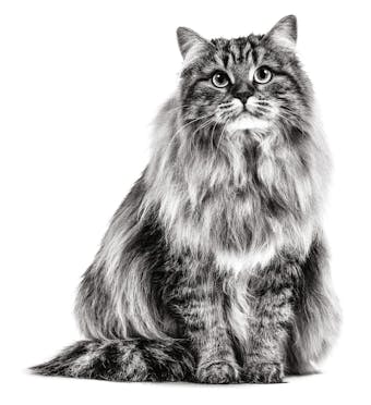 Royal Canin Hair and Skin Care 0,4кг.
