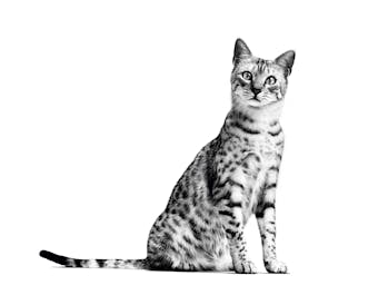 Royal Canin Indoor 0,4кг.
