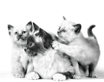 Royal Canin MOTHER & BABYCAT Ultra soft mousse