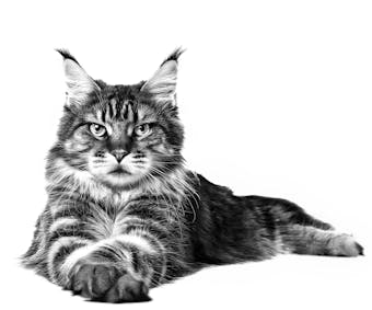 Royal Canin Gastrointestinal Fibre Response 0,4кг.
