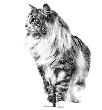 Royal Canin Sensible 33 0,4кг.