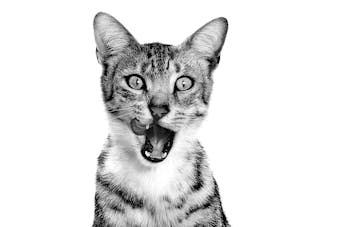 Royal Canin Sensory Feel Morsels in jelly