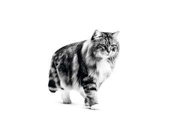 Royal Canin Urinary Care 0,4кг.