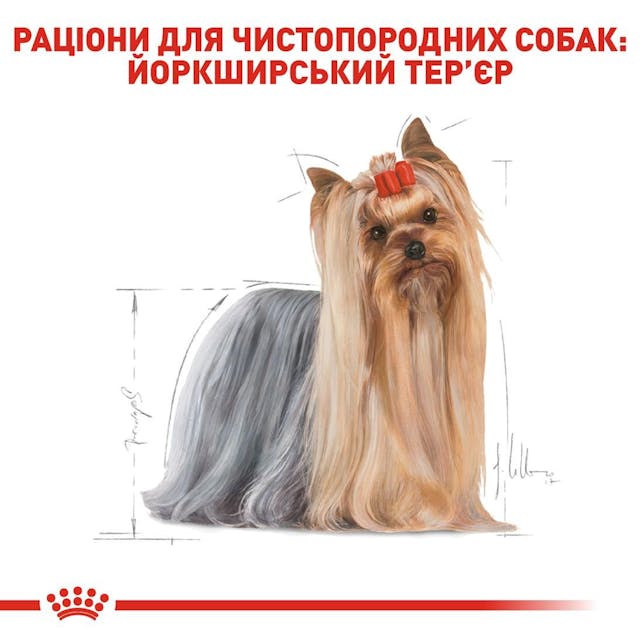 Royal Canin Yorkshire Terrier